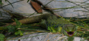 Lézard ocellé-Perleidechse-Timon lepidus