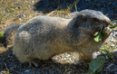 Marmotte-Murmeltier